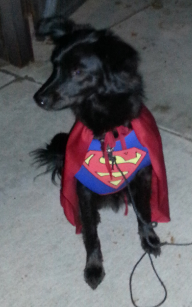 Illustration for article titled Mr. Song's Awesome Pumpkin and Superdog